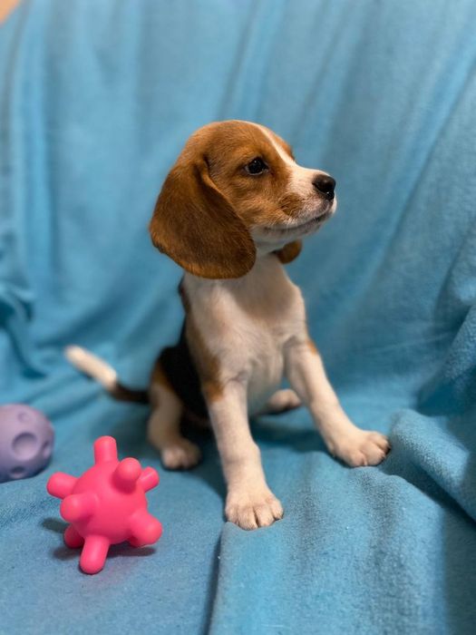 Цуценята породи бігль хлопчики та дівчатка