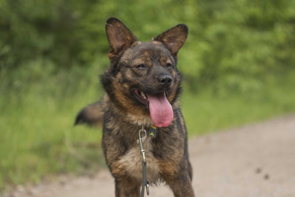 Bungee: łagodny, przyjazny eksplorator