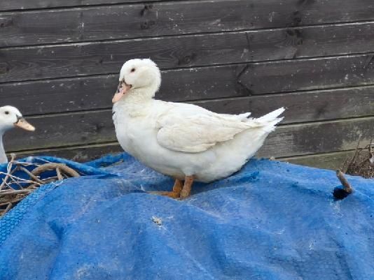 Kaczka francuska  wiejska