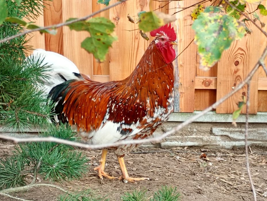 Jaja na wylęg(Kwiat szwedzki z Włoszką lawendową)