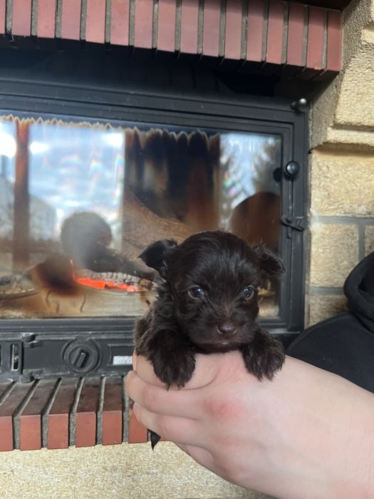 Yorkshire terrier, york, chlopiec, brązowy ,choco, chocolate pies