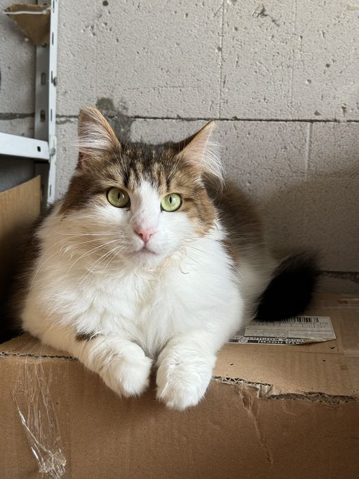 Котик в добрі руки