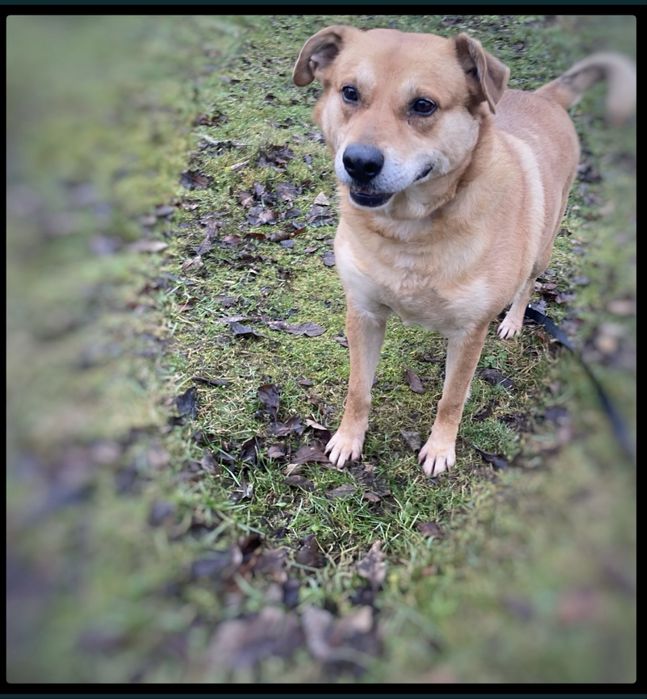 Max - w typie Labradora