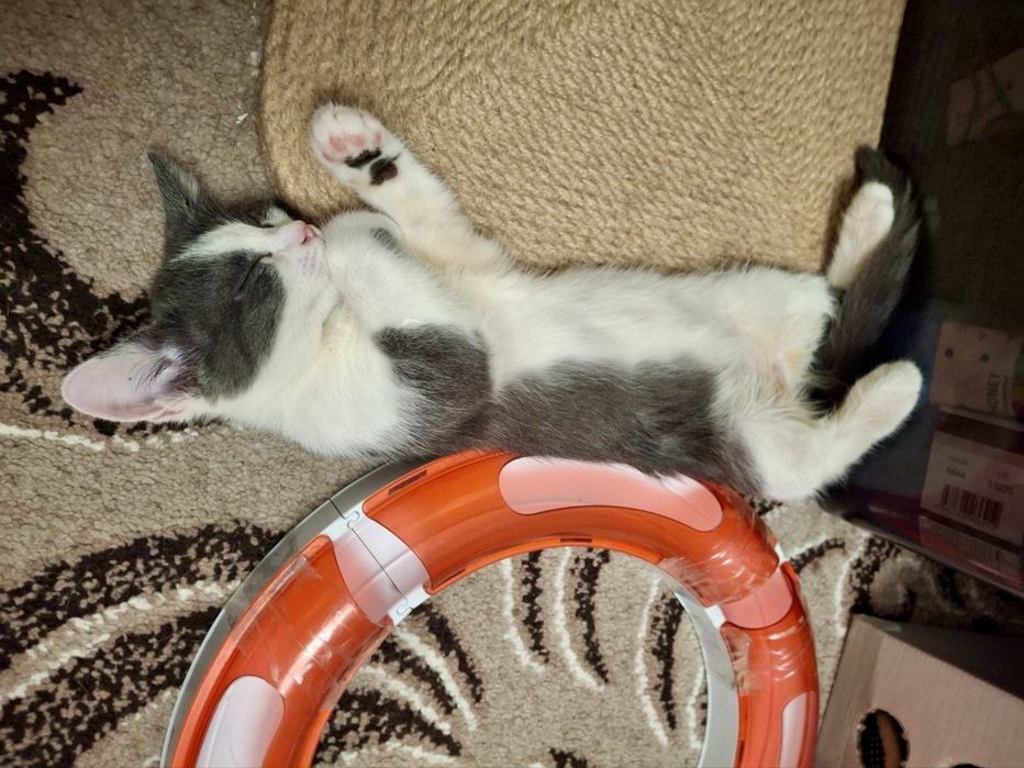 котик кошеня киця кішка безкоштовно