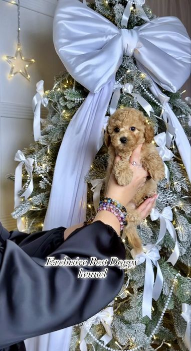 Карамельні яскраві дівчата і хлопчики. Цуценята мальтіпу ф1. Мальтіпу