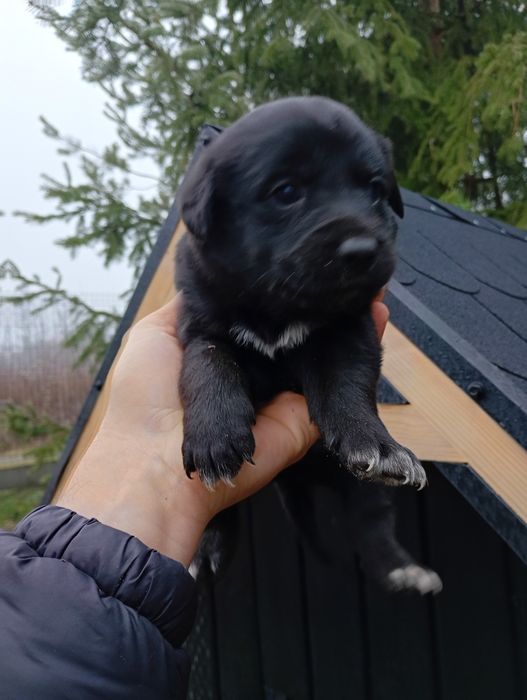 Oddam pieski w dobre ręce