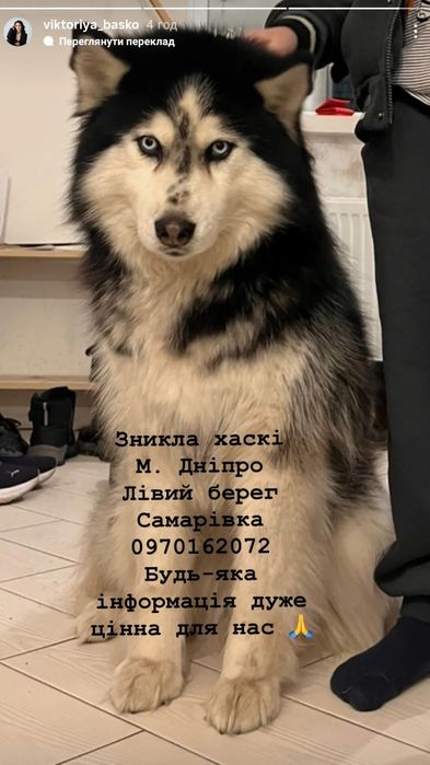 Пропала собака Хаски !