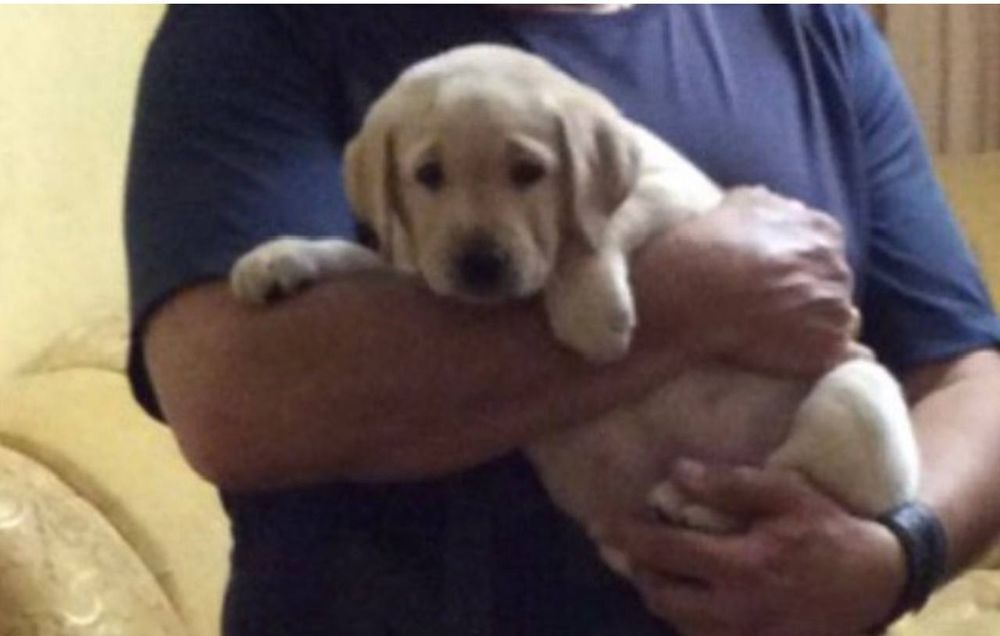 Лабрадор ретривер