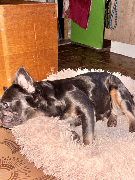 Дівчинка флаффі