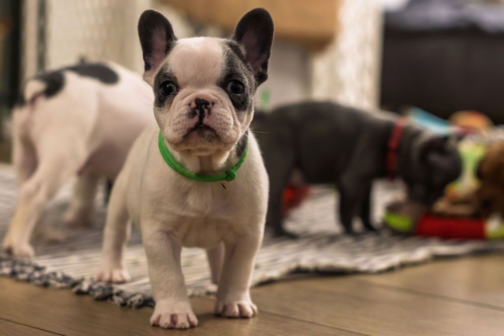 Buldog francuski niebieski blue pies samiec