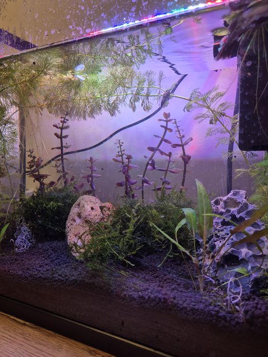 Podas de Bacopa Purple / Roxa - Planta de Aquário (Plano Traseiro)