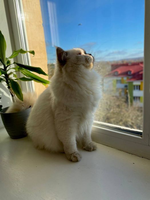 Скотіш страйт хайленд