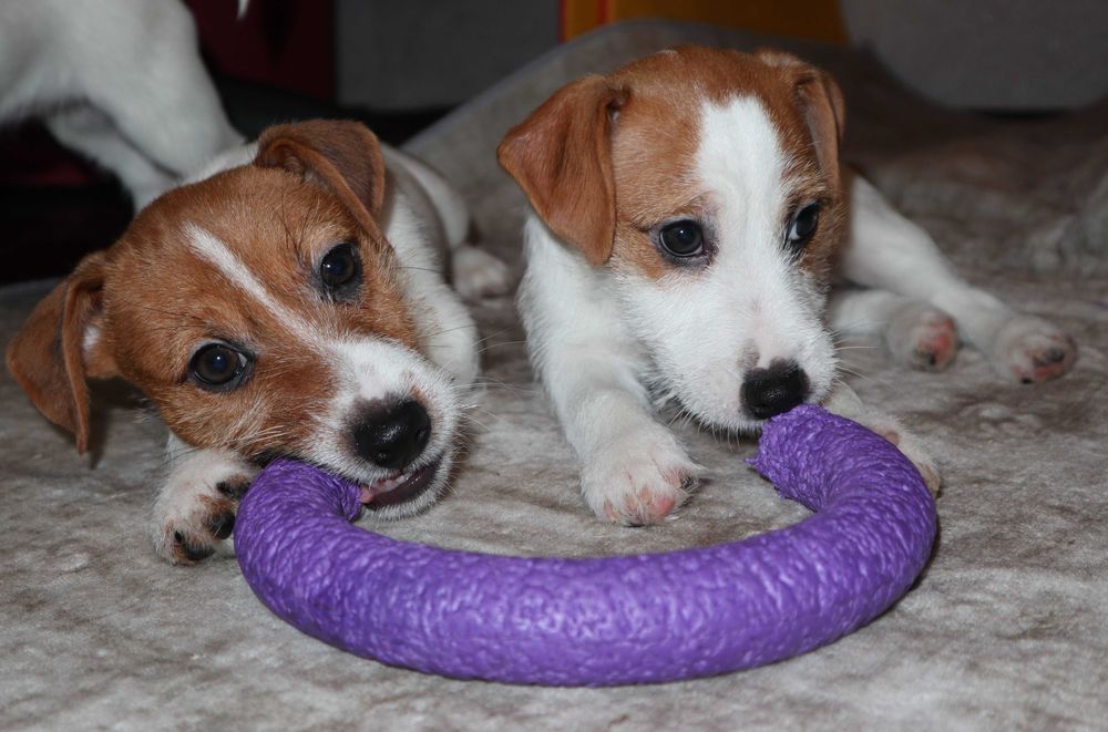 Джек Рассел тер'єр цуценя