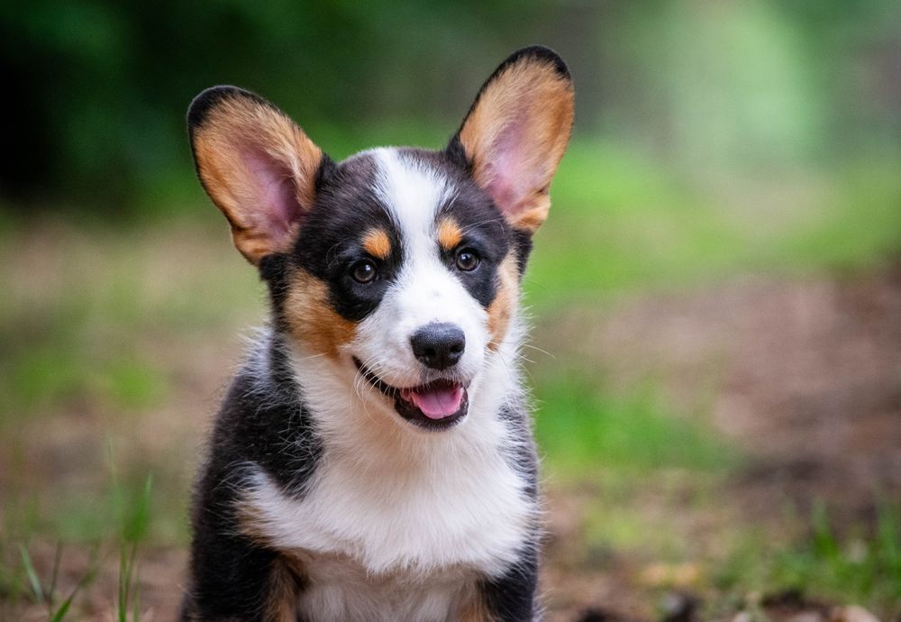 ZKwP/FCI Welsh Corgi Cardigan