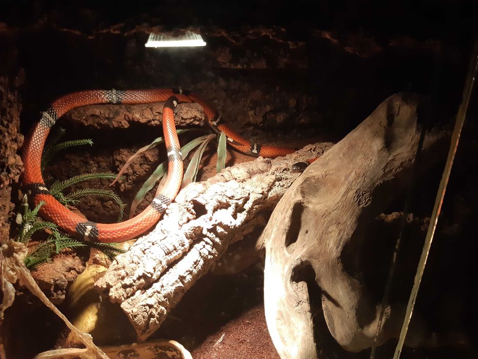 Terrarium + wąż SAMICA Lampropeltis sinaloae (Lancetogłów mleczny)