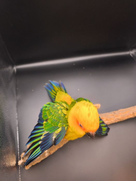 Aritinga do sol criada á mão