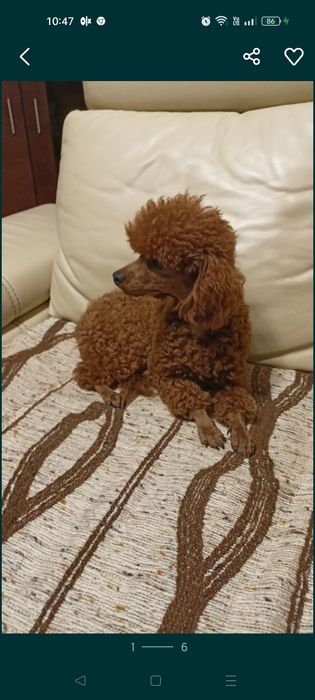 Maltipoo - maltańczyk & pudel toy