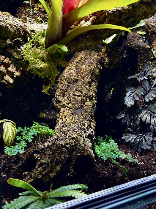 Terrarium na wymiar z aranżacją
