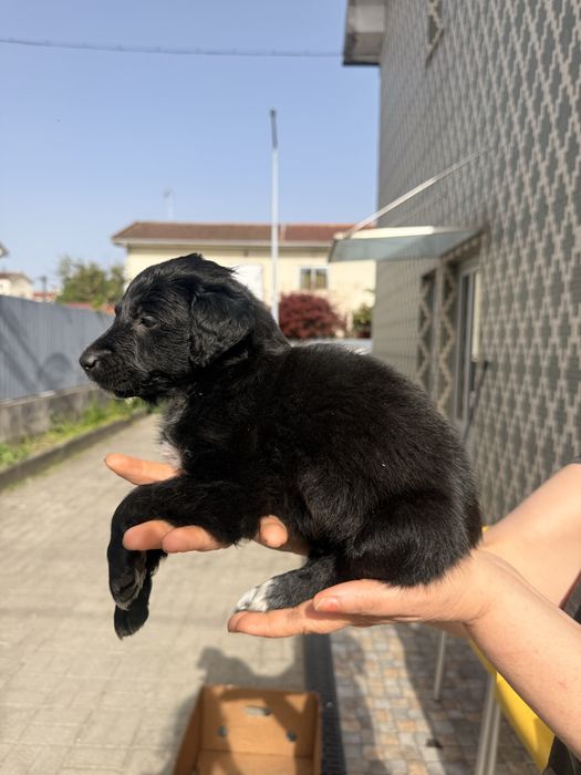 Cadela  para adoção