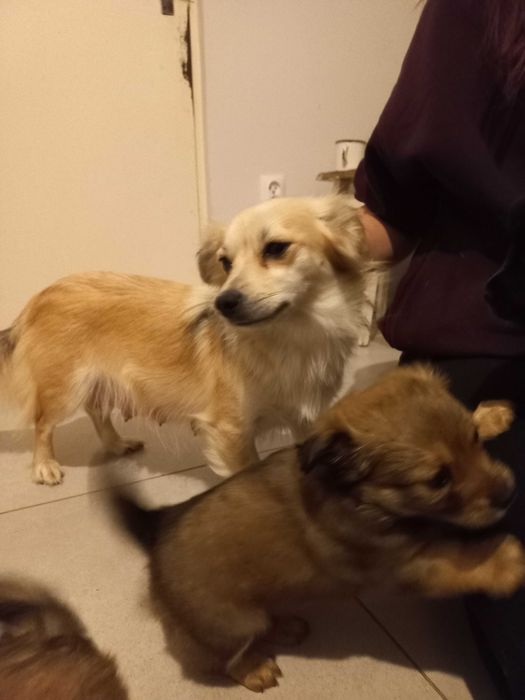 Pieski szukaja nowego domu.