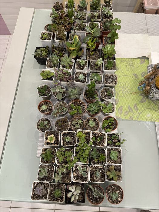 Продам сукуленти