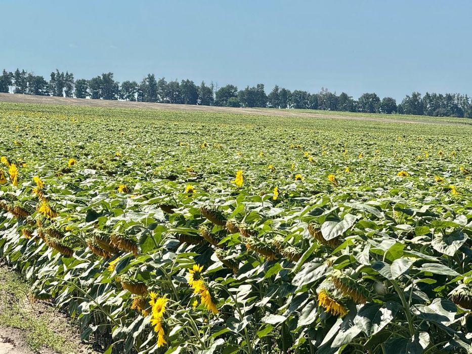 Земельна ділянка 107 га в Бучанському районі