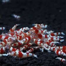 Caridinas cristal red