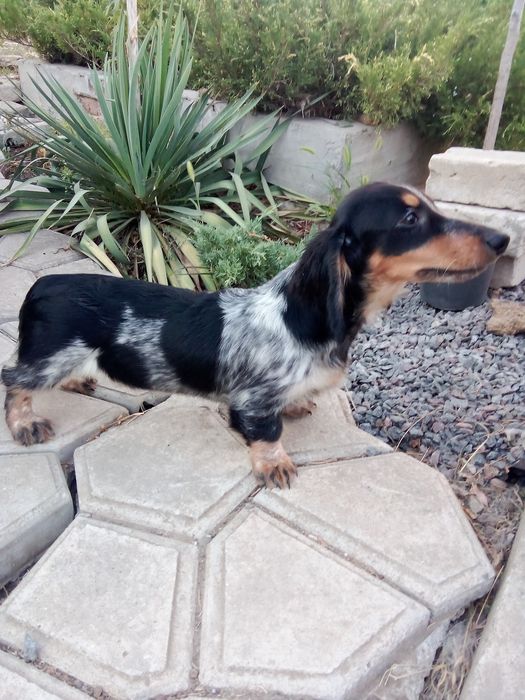 Подрощенный щенок таксы,д/ш,окраса пайболд с документами.