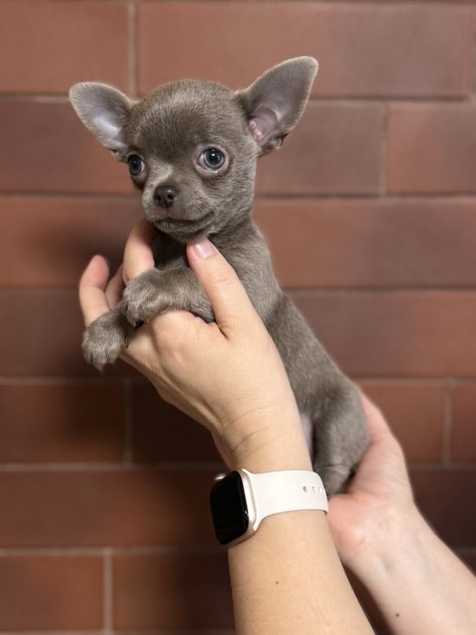 Чихуахуа девочка