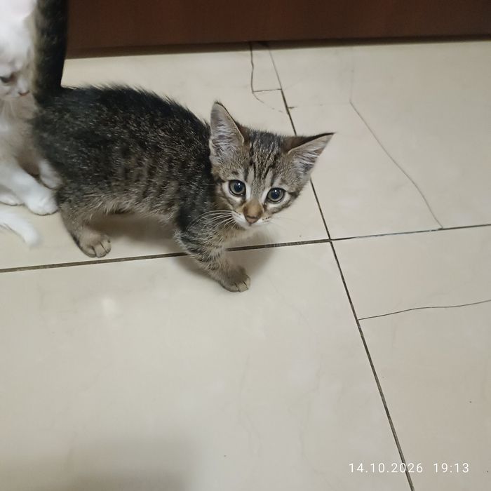 Отдам котят в добрые руки