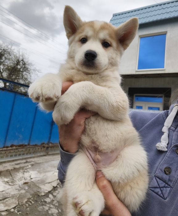 Цуценята сибірський хаскі
