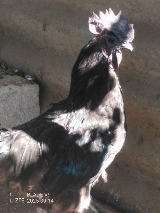 Продам петушка породы Ухейилюй