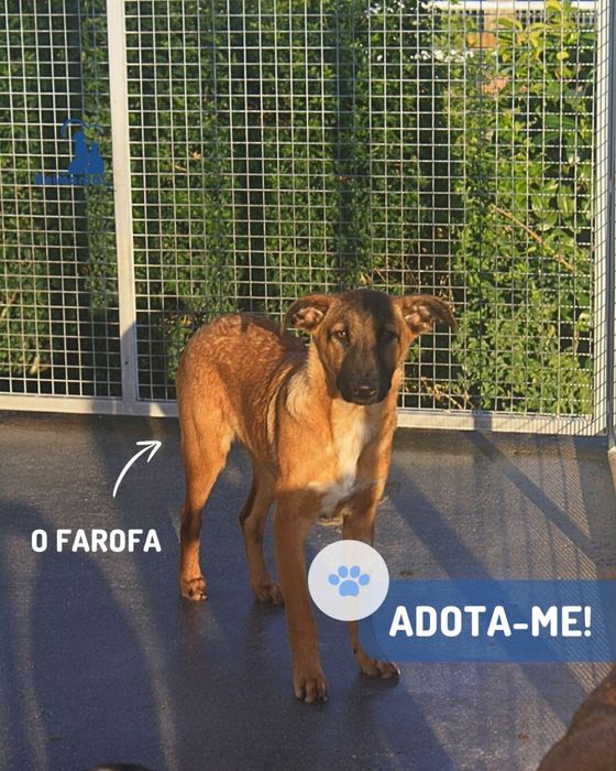 Farofa cao jovem timido porte medio