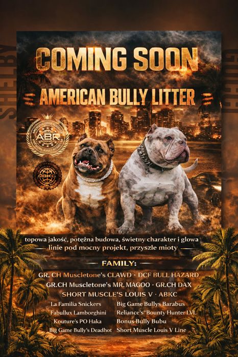 American Bully - APOLLO  - Gotowy do odbioru już teraz!