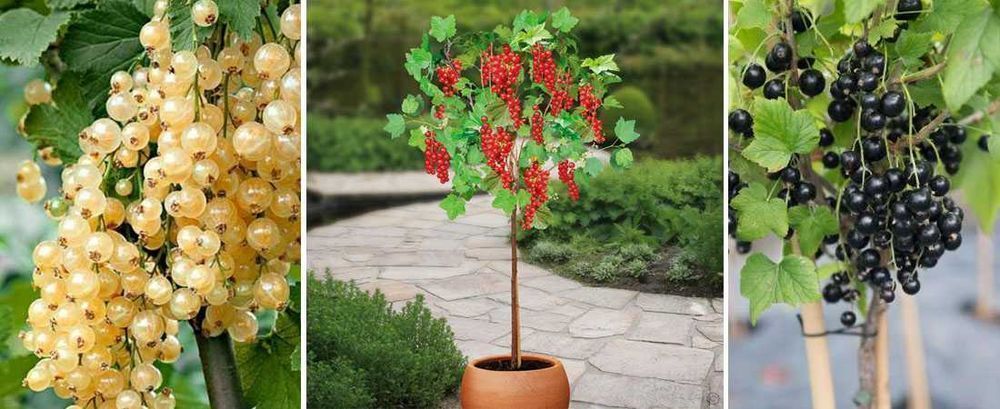 Саджанці агрусу та смородини на штамбі (різних сортів). НОВИНКА!