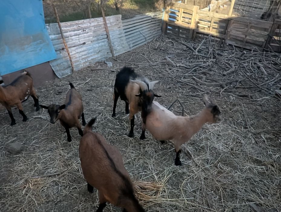 Cabras anas várias idades
