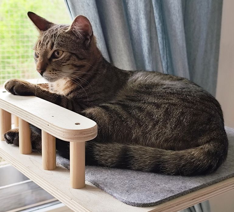 Pączek czeka na dom