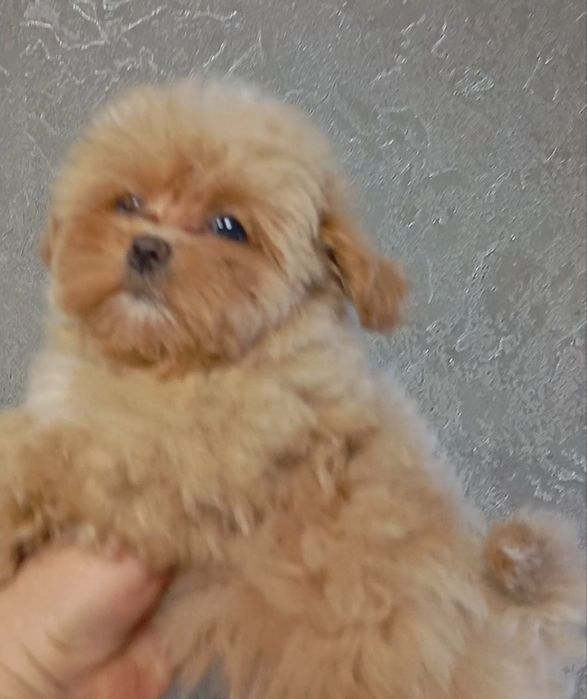 Дівчинка мальтіпу