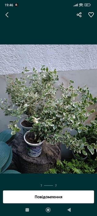 Бересклети різних видів