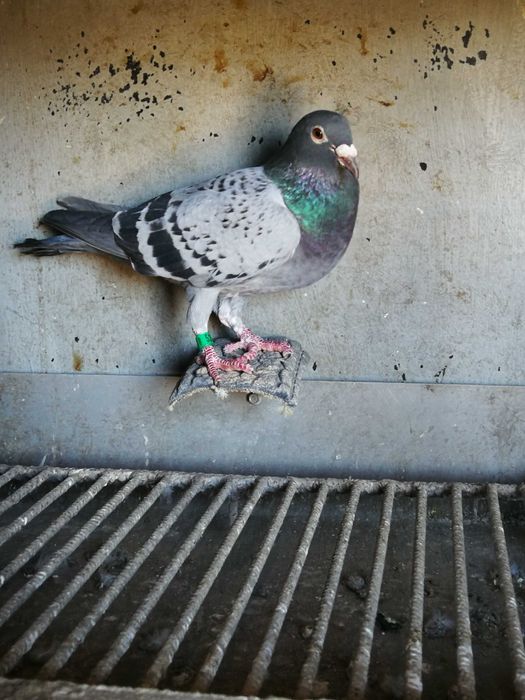 Gołębie pocztowe