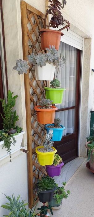 Diferentes tipos de suculentas