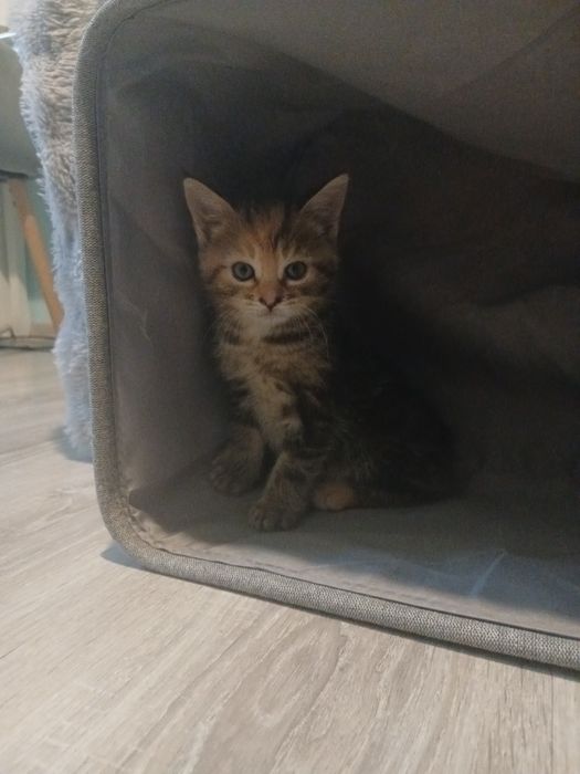 Oddam kotki w dobre ręce