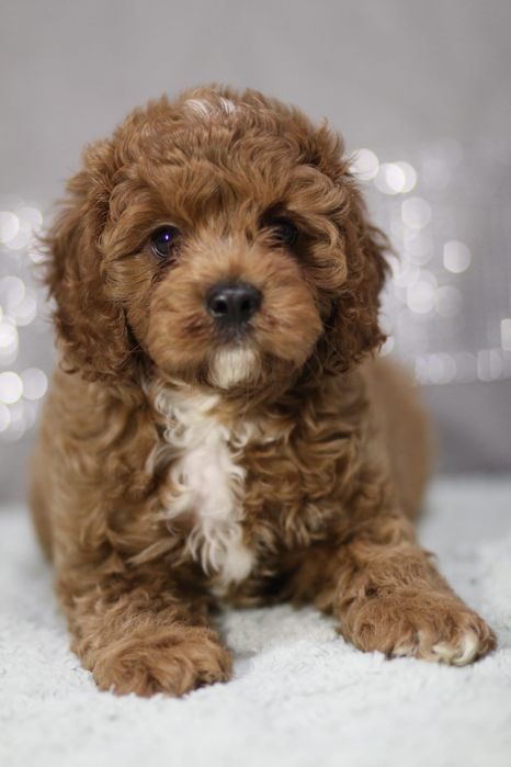 ***Śliczny Cavapoo**