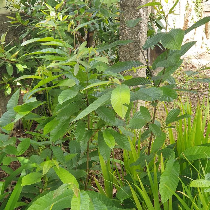 Castanheiros para transplantar