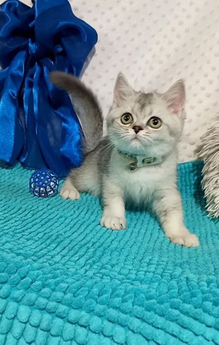 Котенок : Милый котошиншилленок .