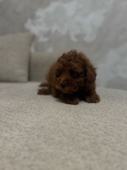 Очень красивая девочка ред браун мини той пудель китай мальтипу