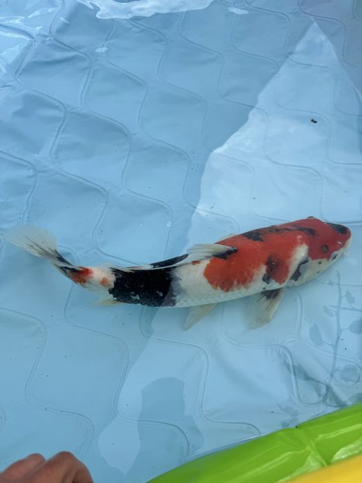 Carpa koi showa .
