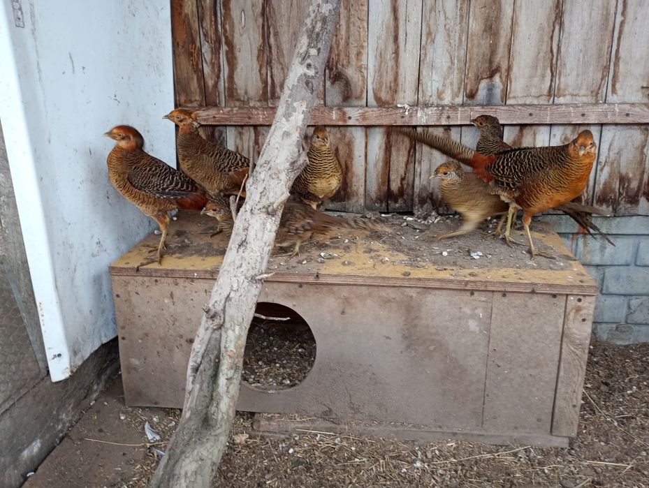 Sprzedam bażanty złote