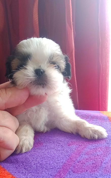 Shih-tzu com LOP