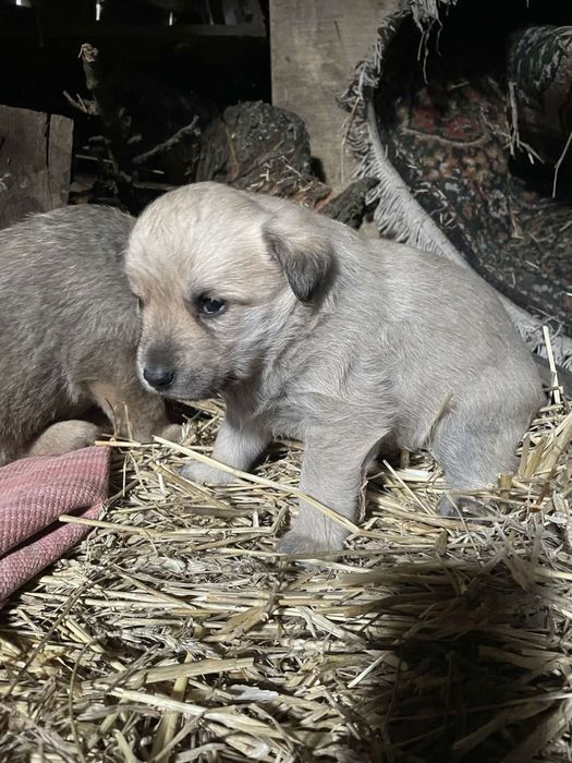 Віддамо цуценята